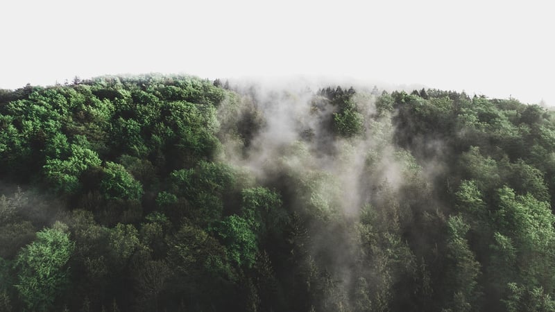 Fantastical Forest View