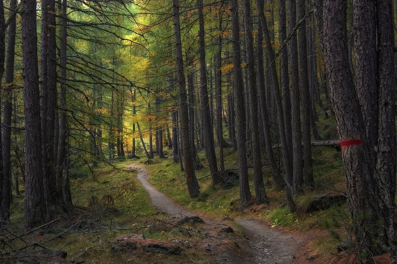 Goblin Forest Path